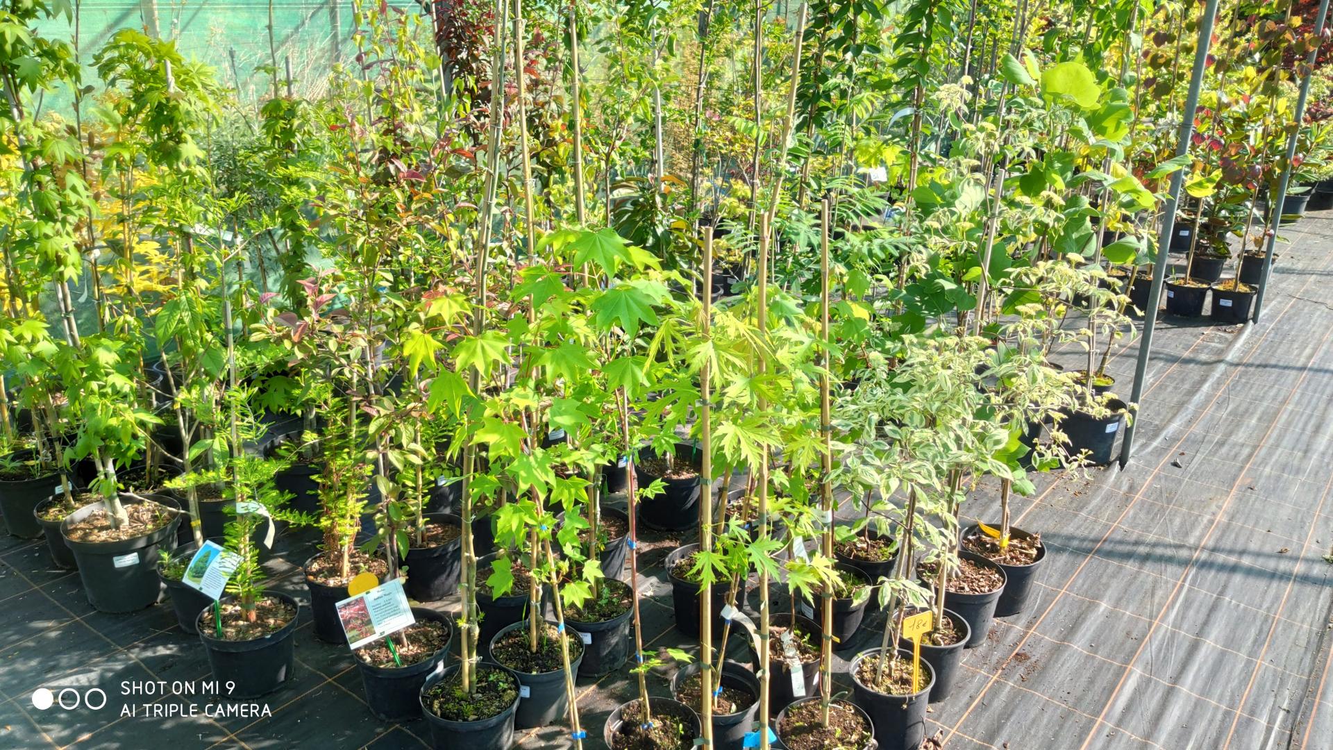 Arbres de collection en conteneurs