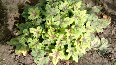 Heucherella java