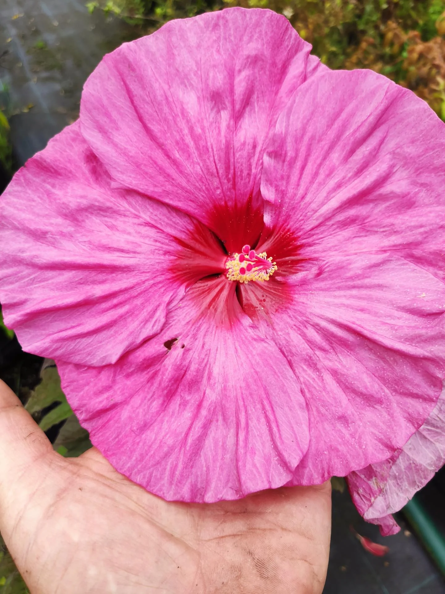 hibiscus mocheutos